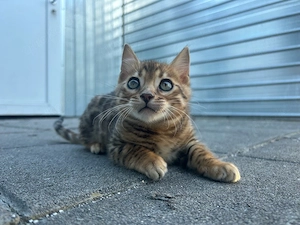 Reinrassige Bengal Kitten