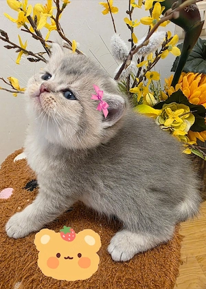 Süßes BKH kätzchen