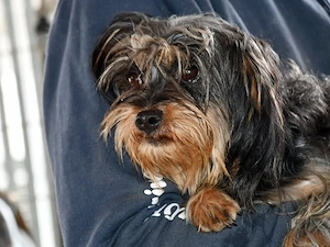 Trizzi sucht ihr Zuhause (noch auf Sardinien)