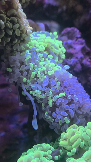 Meerwasser Aquarium Korallen LPS Euphyllia Paraancora Bicolor