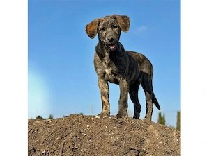 Viola sucht ihr Zuhause (noch auf Sardinien)