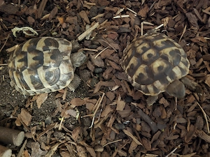 Griech. Landschildkröten 
