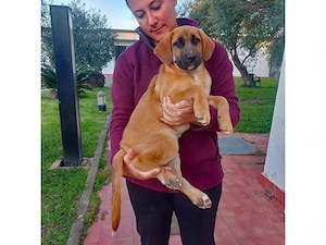 Valentina sucht ihr Zuhause (noch auf Sardinien)