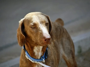 Lola sucht ihr Zuhause (noch auf Sardinien)