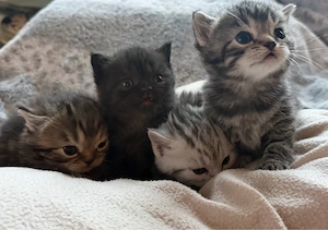 bkh kitten reinrassig 