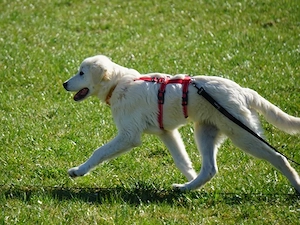 Nekkar sucht sein Zuhause