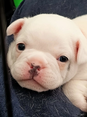 Französische Bulldogge Welpen