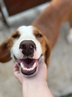 Pflegestellen für wunderbare Hunde gesucht 