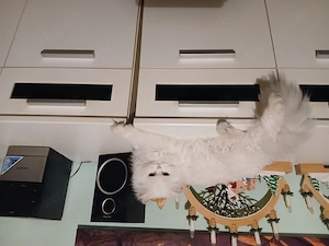 Perserkater 7monate sucht ein neues zuhause