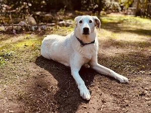 Oya sucht ihr Zuhause Bild 6