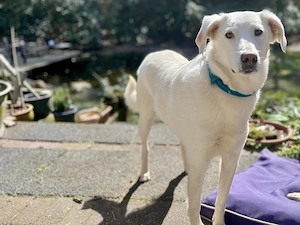 Oya sucht ihr Zuhause