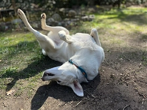 Oya sucht ihr Zuhause Bild 3