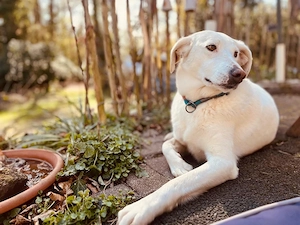 Oya sucht ihr Zuhause Bild 4