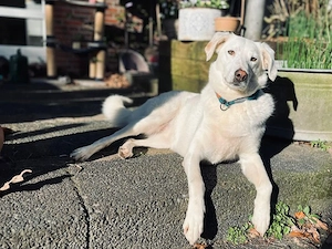 Oya sucht ihr Zuhause Bild 5