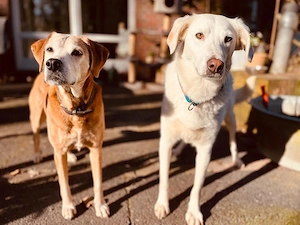 Oya sucht ihr Zuhause Bild 2