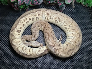 1.0 Pastel Vanilla Yellow Belly Clown 