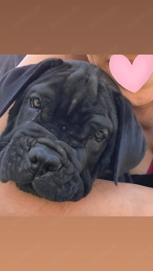 Reinrassiger Cane Corso Rüde Welpe