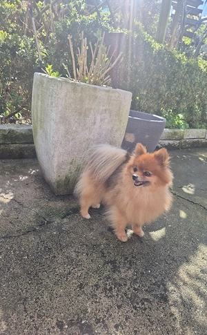 zwergspitz deckrüde