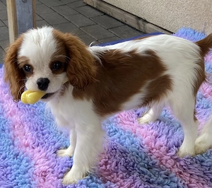 Cavalier King Charles Spaniel Welpen, Rüden mit Papieren 