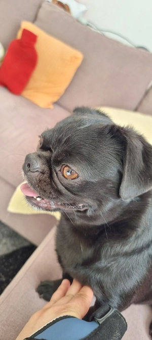 2 jähriger Mops Bild 6