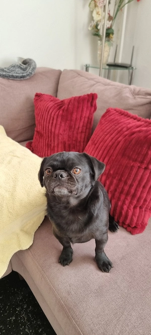 2 jähriger Mops Bild 7
