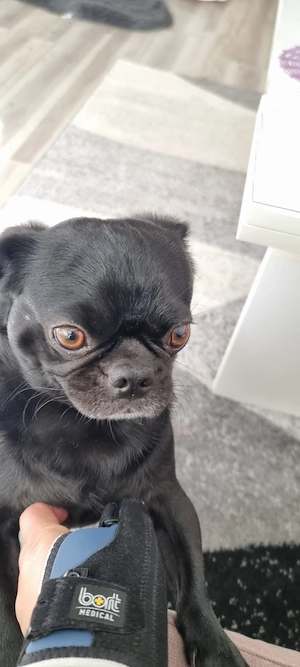 2 jähriger Mops Bild 5