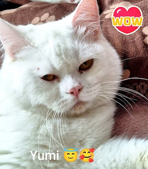 Yumi sucht dringend ein Zuhause 