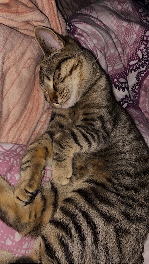 Katze 11 monate alt weiblich 