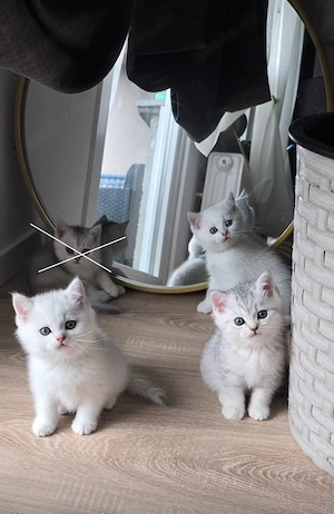 BKH Silver shaded Tabby 