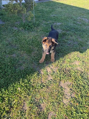 Schäferundewelpe aus Premiumzucht sucht Zuhause