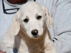 Gala sucht ihr Zuhause (noch auf Sardinien)