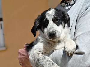 Geppi sucht ihr Zuhause (noch auf Sardinien)