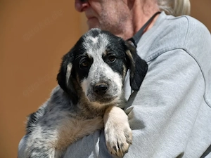 Giulia sucht ihr Zuhause (noch auf Sardinien)