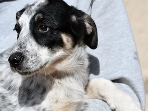 Guia sucht ihr Zuhause (noch auf Sardinien)