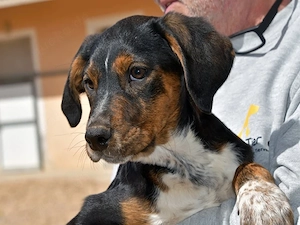 Gionny sucht sein Zuhause (noch auf Sardinien)