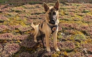 Yumiko - süß und menschenbezogen Bild 6