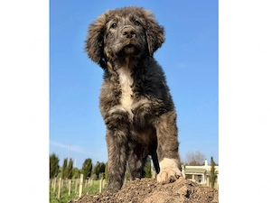 Gaspare sucht sein Zuhause (noch auf Sardinien)