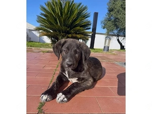 Gastone sucht sein Zuhause (noch auf Sardinien) Bild 4