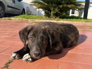Gastone sucht sein Zuhause (noch auf Sardinien) Bild 2