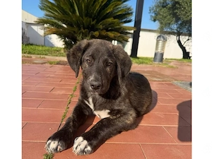 Gastone sucht sein Zuhause (noch auf Sardinien)