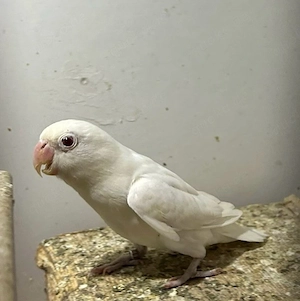 Agaporniden (Unzertrennlichen) Pärchen 