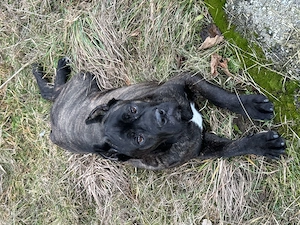 Super liebe Cane Corso Hündin 
