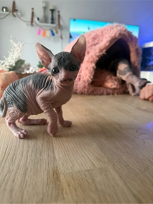 Don Sphynx mit Stammbaum
