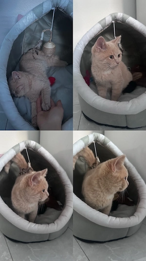 bkh kitten schmußekatze 