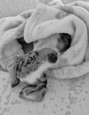 Junge Zwergdackel Kurzhaar Prinzessin 