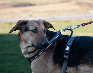 Bringst du Maroshs Augen wieder zum Leuchten?