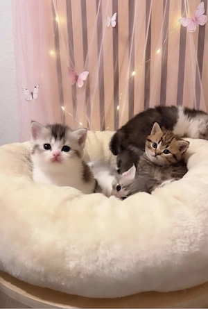 Zuckersüsse Reinrassige Bkh Kitten