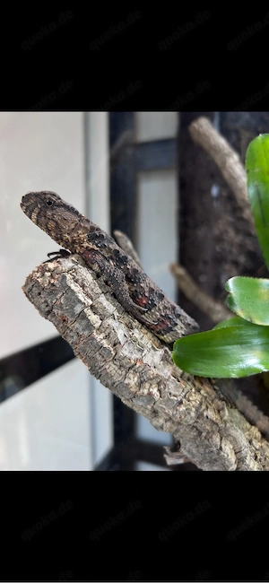 NZ 1.0 Krokodilschwanz-Echse (Shinisaurus crocodilurus) mit Papieren   optional mit Terrarium