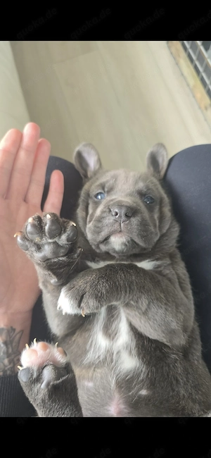 Canecorso  Rottweiler Welpen 