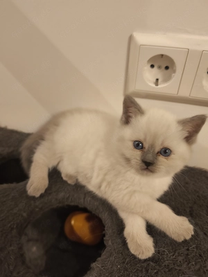 Britisch Kurzhaar Kitten Weiss